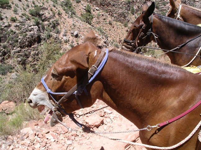 images/A-Mule Ride- returning to the Rim (23).jpg